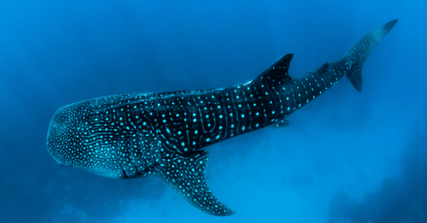 resized_Whale-Shark,-Cenderawasih-Marine-National-Park,-West-Papua