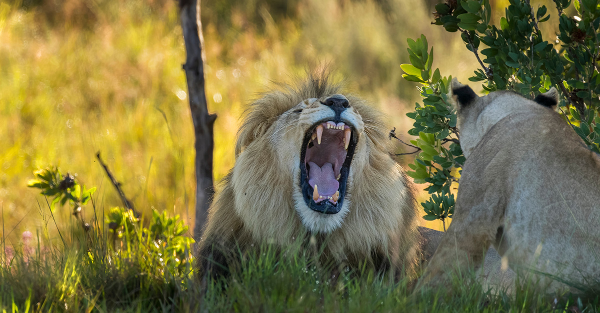 Big cats for a small price: a budget-friendly safari in South Africa