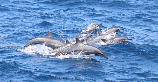 Dolphins Sri Lanka