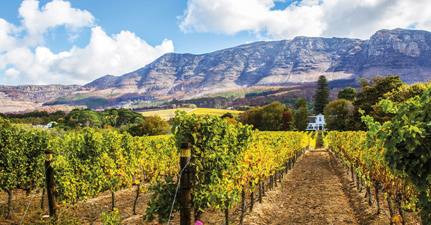 Cape town vineyard