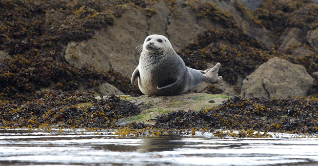 Grey-Seals,-Castlecove,-Co-Kerry.-Credit---Tourism-Ireland_Valerie-O'Sullivan-copy_resized