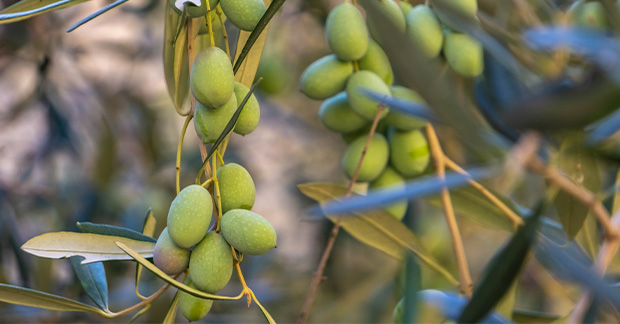 Malta olives