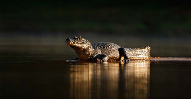 Amazon crocodile