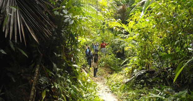 Rainforest-hike_resized